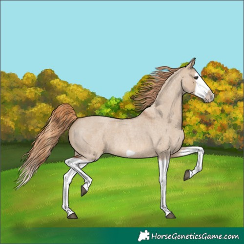 Horse Color:Red Dun Roan Splash Frame Rabicano
