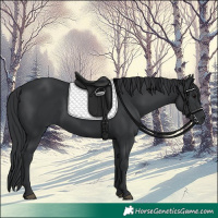 Horse Color:Black 