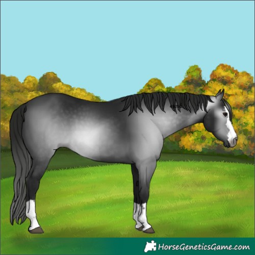 Horse Color:Gray Smoky Black 