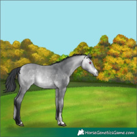 Horse Color:Bay Chinchilla Sabino Rabicano 