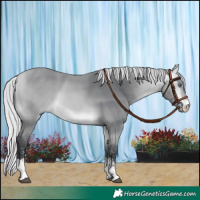 Horse Color:Silver Bay Chinchilla Sabino 