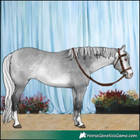 Horse Color:Silver Bay Chinchilla Sabino 