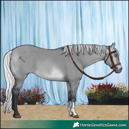 Horse Color:Silver Brown Chinchilla Dun Sabino Rabicano 