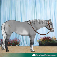 Horse Color:Silver Brown Chinchilla Dun Sabino Rabicano