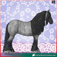 Horse Color:Blue Roan and Blue Roan