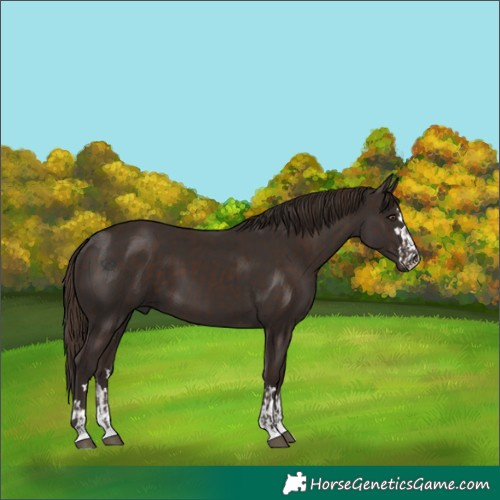 Horse Color:Liver Chestnut  and Liver Chestnut 