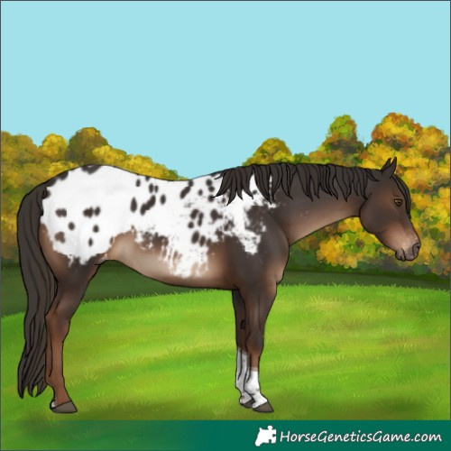 Horse Color:Gray Liver Chestnut Tobiano Appaloosa 