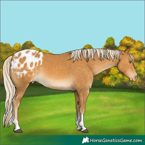 Horse Color:Palomino Tobiano Blanket 