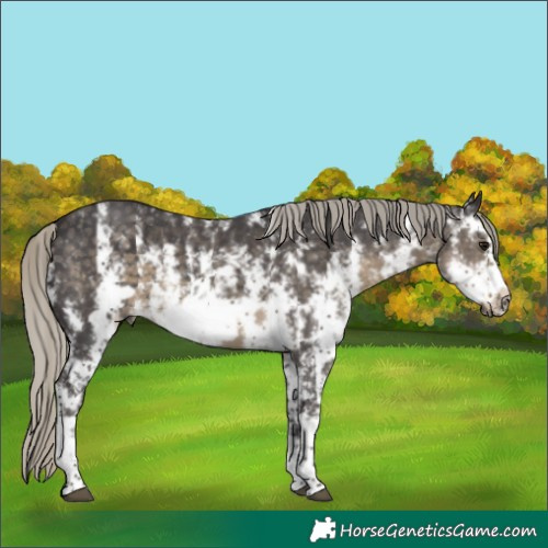 Horse Color:Silver Smoky Black Sabino Frame 