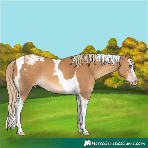 Horse Color:Gray Gold Cream Champagne Sabino Splash Tobiano Appaloosa 