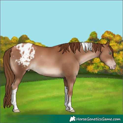 Horse Color:Gray Gold Champagne Tobiano Appaloosa 