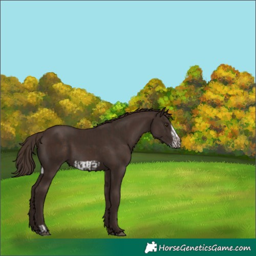 Horse Color:Liver Chestnut  and Liver Chestnut Frame 