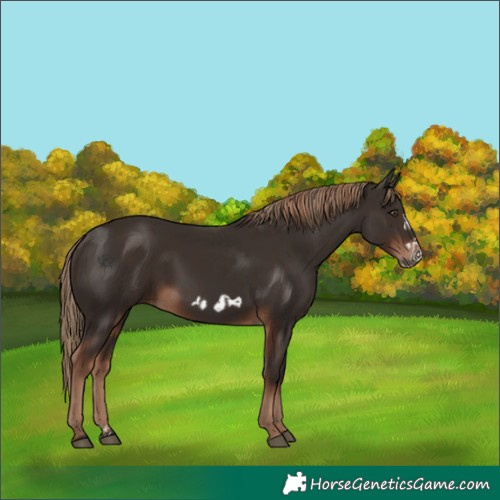 Horse Color:Liver Chestnut  and Liver Chestnut Frame 