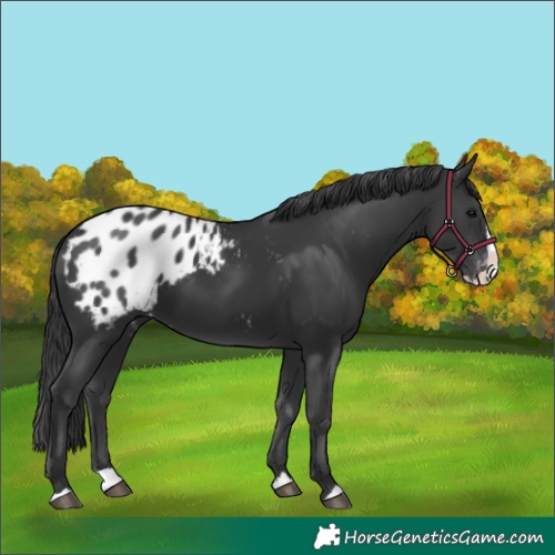 Horse Color:Black Splash Appaloosa 