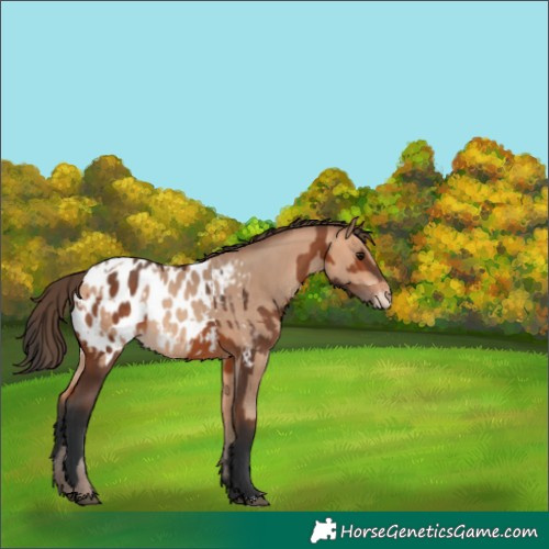 Horse Color:Bay Near Leopard  and Amber Champagne Near Leopard 