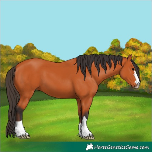Horse Color:Bay 