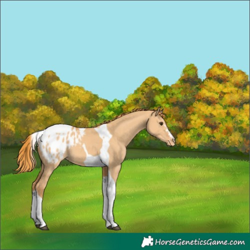 Horse Color:Red Dun Tobiano Blanket 