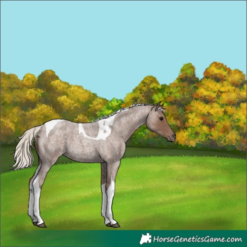 Horse Color:Silver Blue Roan Tobiano 