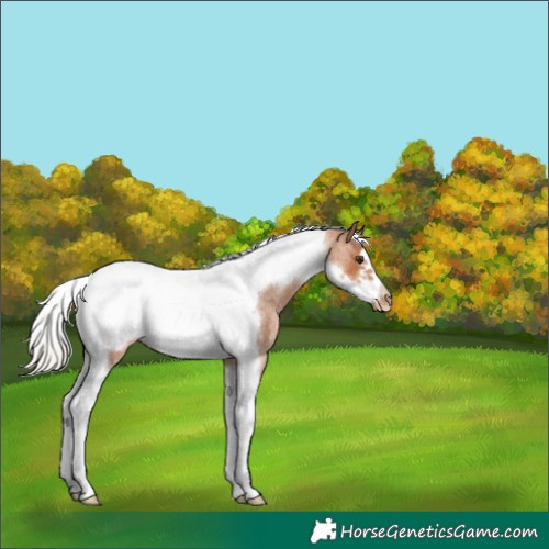 Horse Color:Silver Bay Roan Tobiano Frame Varnish 