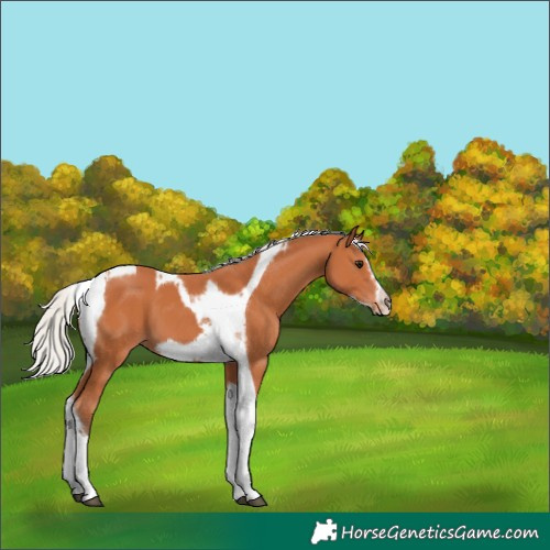 Horse Color:Silver Bay Tobiano Frame 