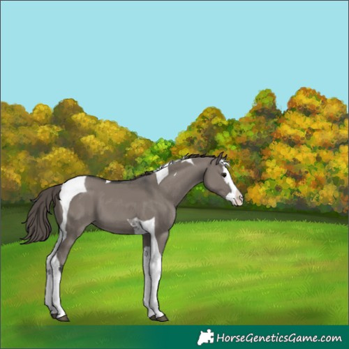 Horse Color:Grullo Splash Tobiano Varnish 