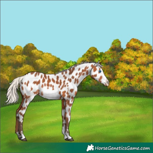 Horse Color:Silver Bay Frame Near Leopard 