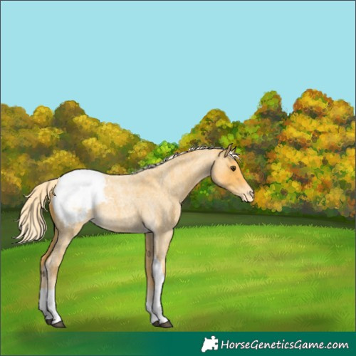 Horse Color:Palomino Roan Tobiano Snowcap 