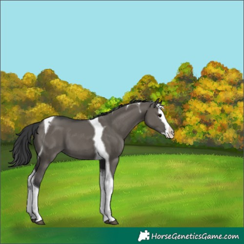 Horse Color:Grullo Splash Tobiano 