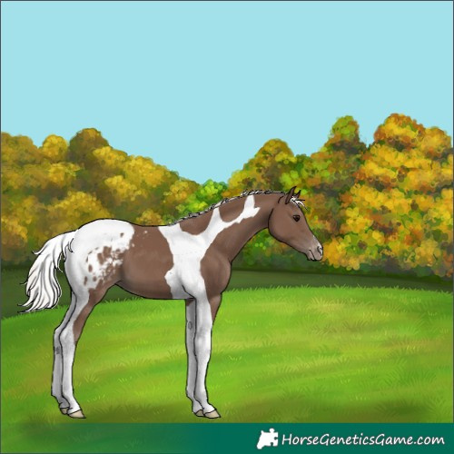 Horse Color:Silver Black Tobiano Blanket 