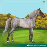 Horse Color:Gray Silver Brown Roan