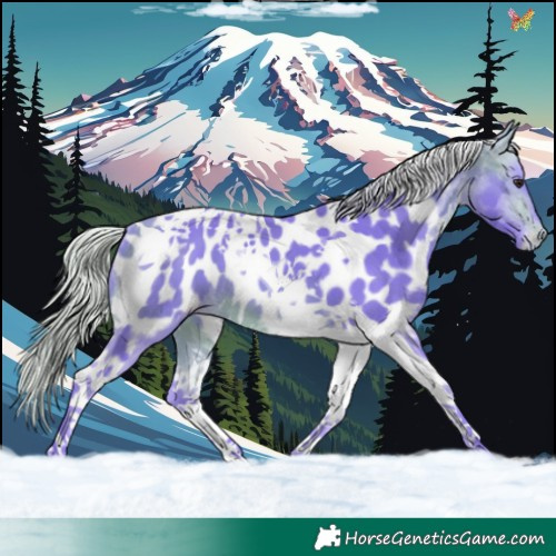 Horse Color:Watercolor Silver Bay Tobiano Appaloosa