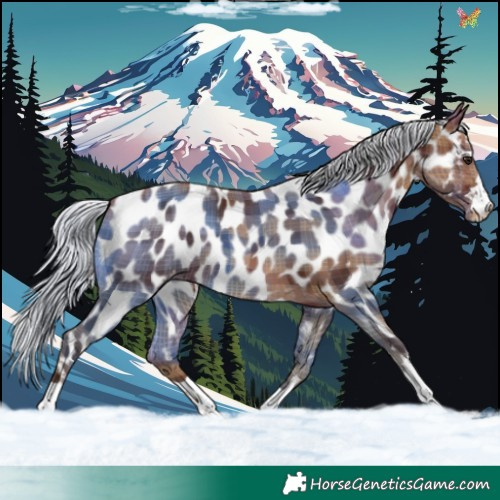 Horse Color:Plaid  Silver Brown Near Leopard 