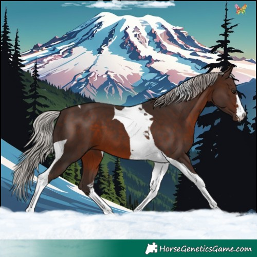 Horse Color:Silver Brown Tobiano 