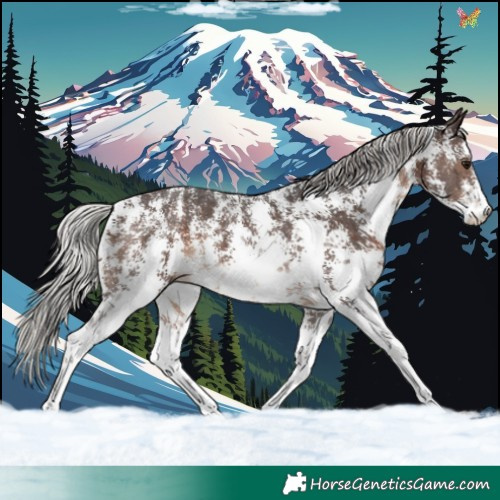 Horse Color:Silver Bay Sabino 