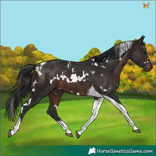 Horse Color:White Spotted Brown Tobiano Rabicano