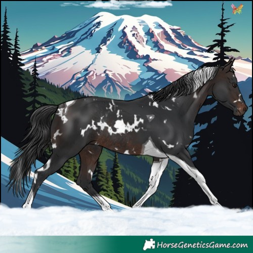 Horse Color:White Spotted Brown Tobiano Rabicano 