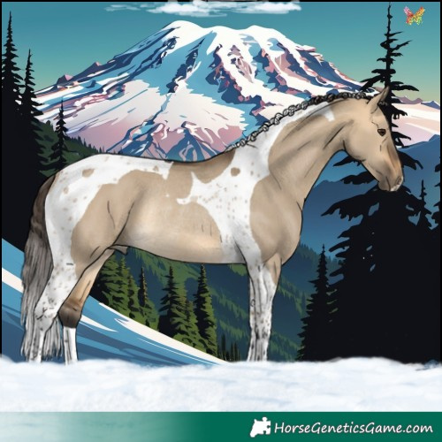 Horse Color:Buckskin Dun Tobiano Rabicano 