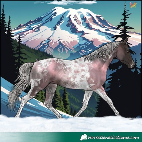 Horse Color:Silver Brown Tobiano Rabicano 