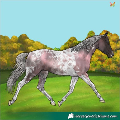 Horse Color:Silver Brown Tobiano Rabicano 