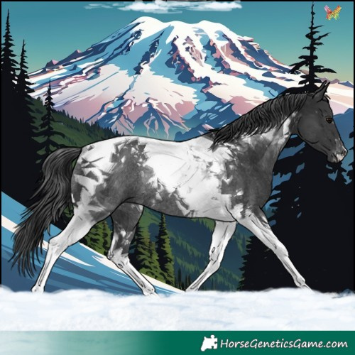Horse Color:Black Tobiano Rabicano 