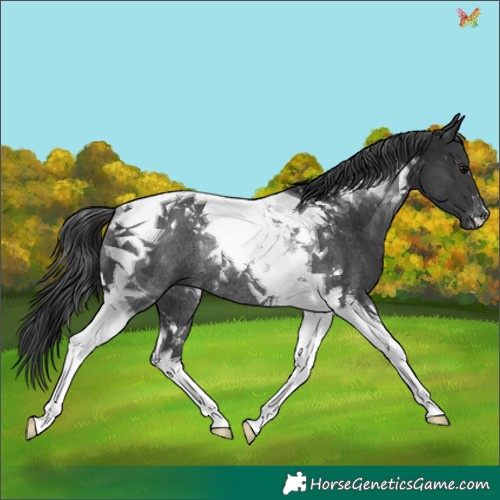 Horse Color:Black Tobiano Rabicano 