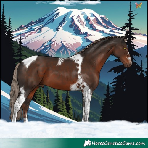 Horse Color:Liver Chestnut Tobiano 