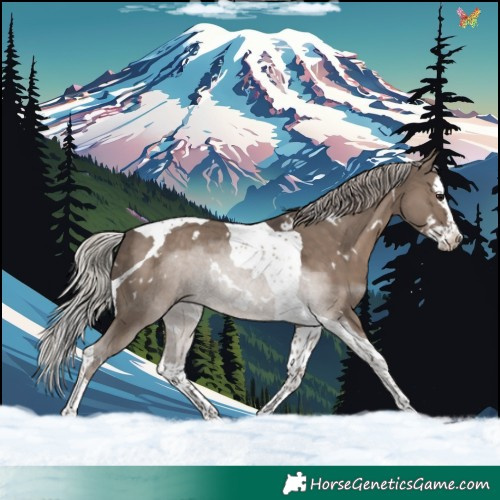 Horse Color:White Spotted Silver Grullo Splash Tobiano 
