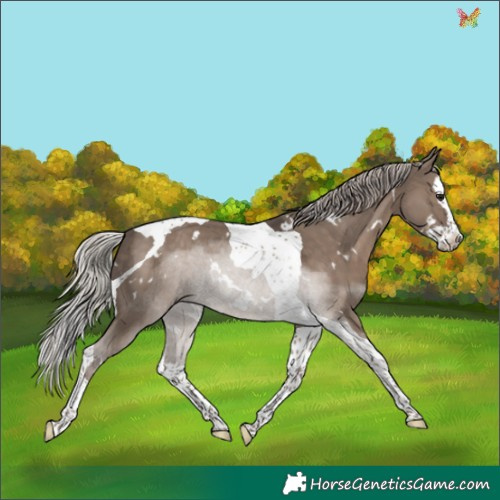 Horse Color:White Spotted Silver Grullo Splash Tobiano