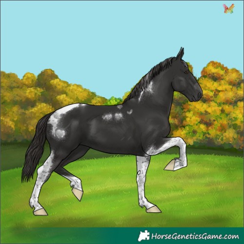 Horse Color:Liver Chestnut Tobiano 