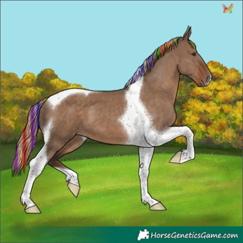 Horse Color:Painted Liver Red Dun Tobiano