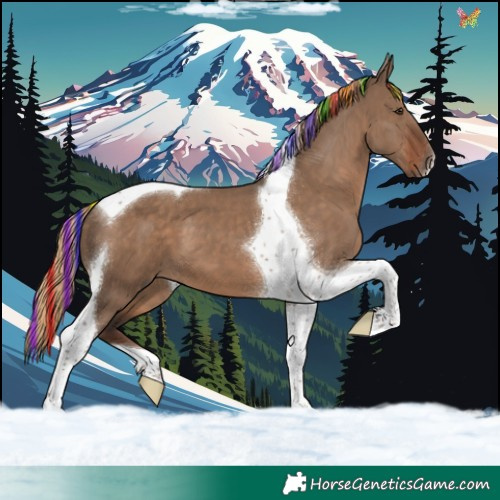 Horse Color:Painted Liver Red Dun Tobiano 