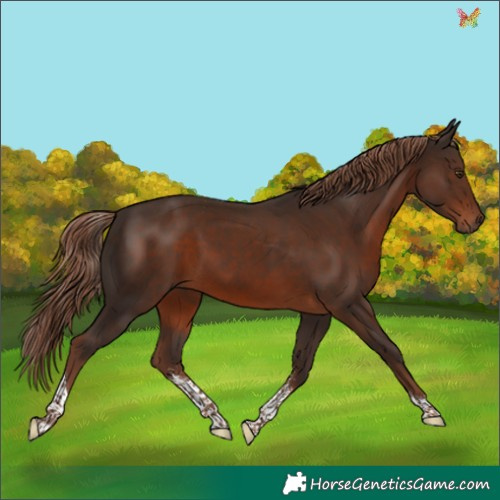 Horse Color:Liver Chestnut Sabino Tobiano 
