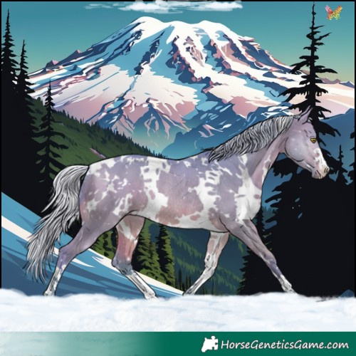 Horse Color:Watercolor White Spotted Silver Bay Dun Rabicano