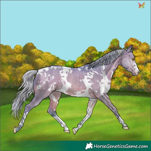 Horse Color:Watercolor White Spotted Silver Bay Dun Rabicano